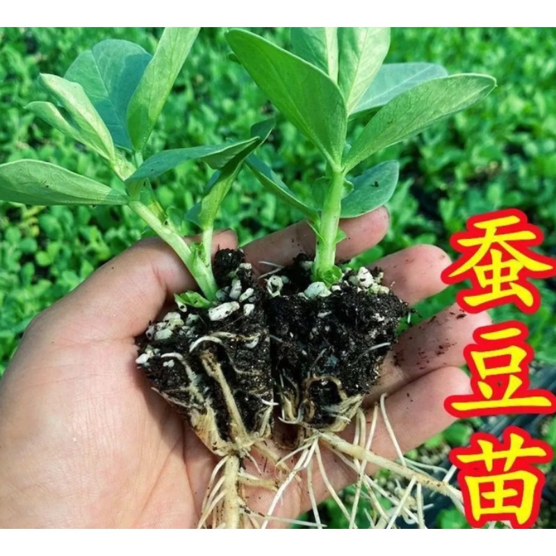 蚕豆苗