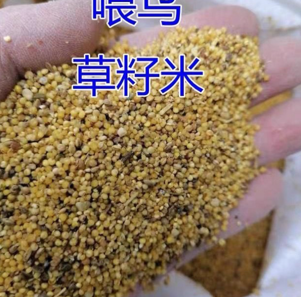 喂鸟碎小米 080