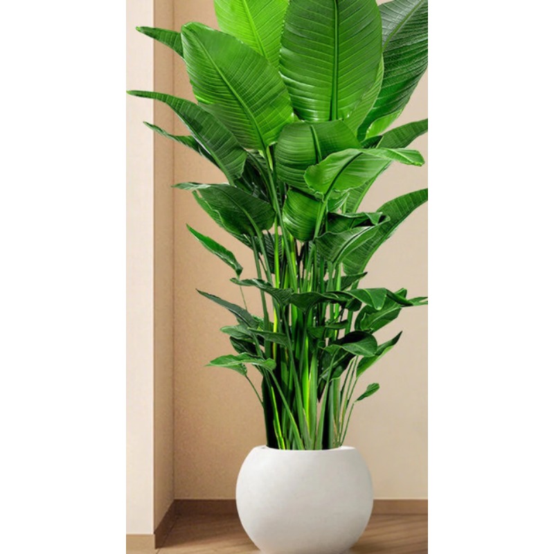 天堂鸟客厅绿植盆栽