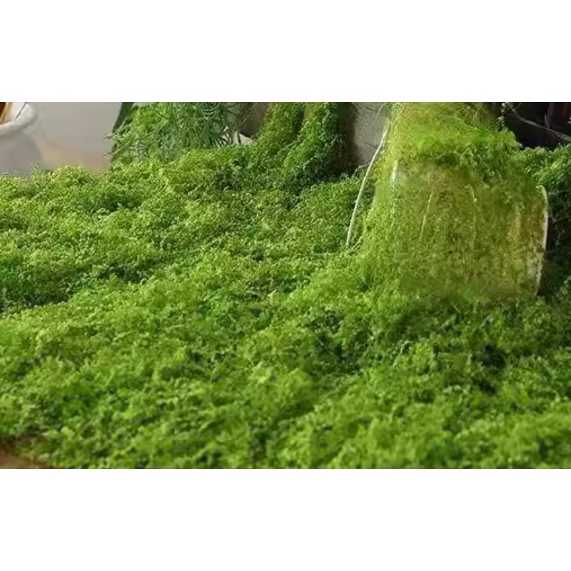 仿真苔藓（浅绿色 墨绿色）