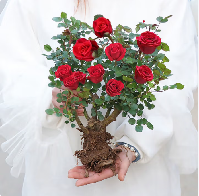 老桩月季花苗
