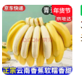 云南高山香蕉净重3斤单果120g软糯香甜新鲜水果