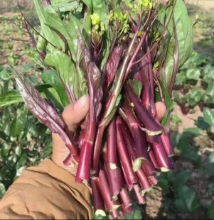 红菜苔