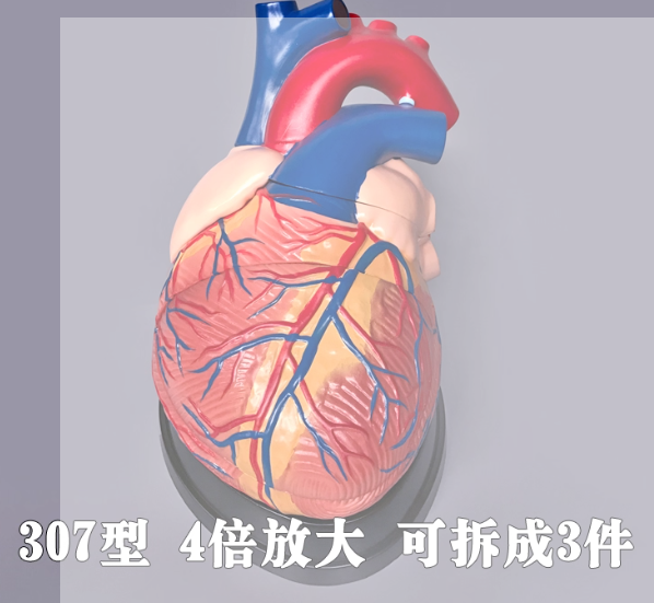 心x脏z模型