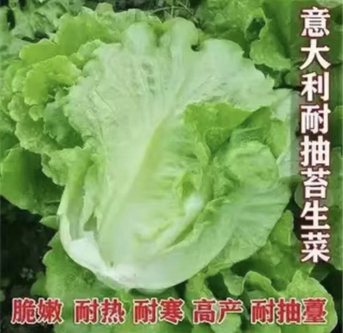 生菜苗