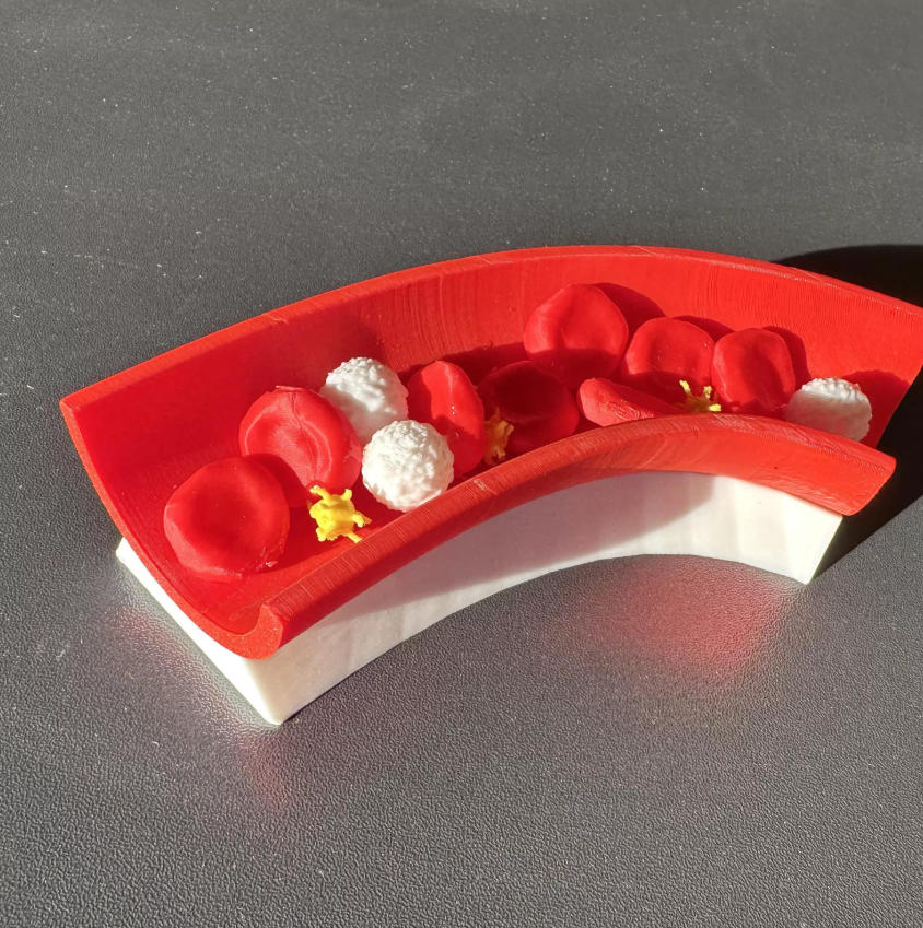 3D打d印y血x液模型