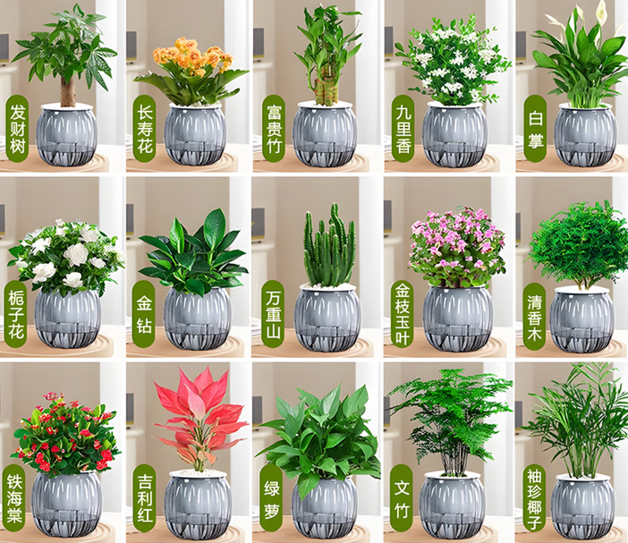 水培植物混搭