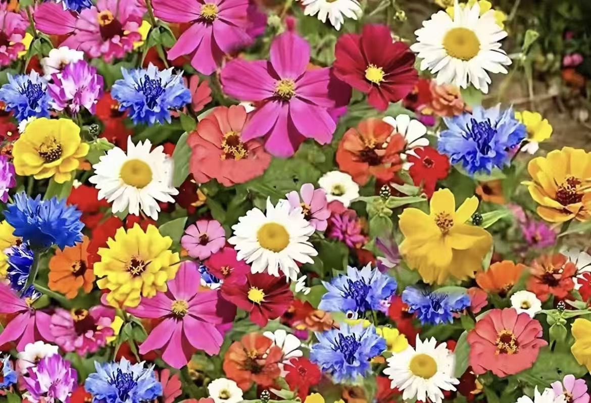 花种